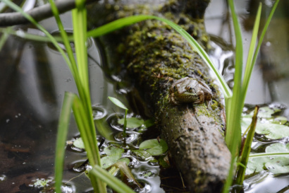 Green Frog GLCA